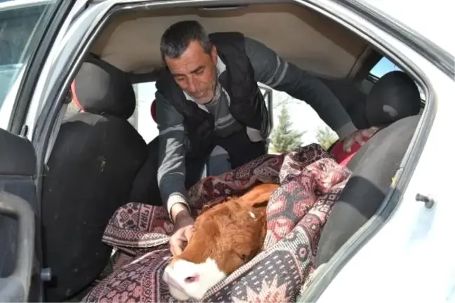 Buzağısını Otomobille Tedaviye Götürdü