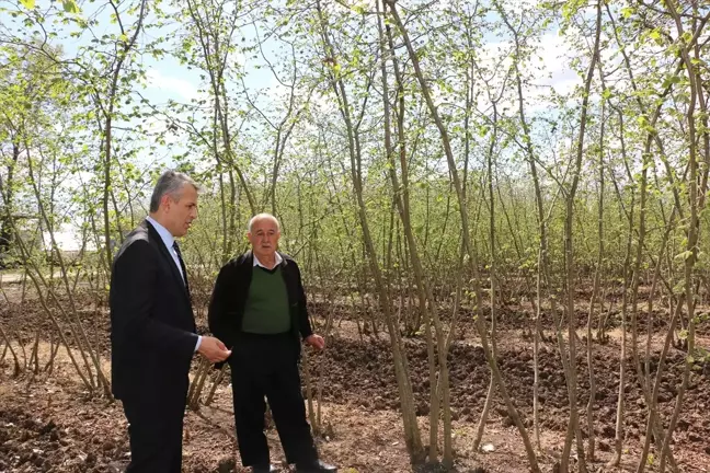 Çarşamba'da Fındık Zararlısı Uyarısı