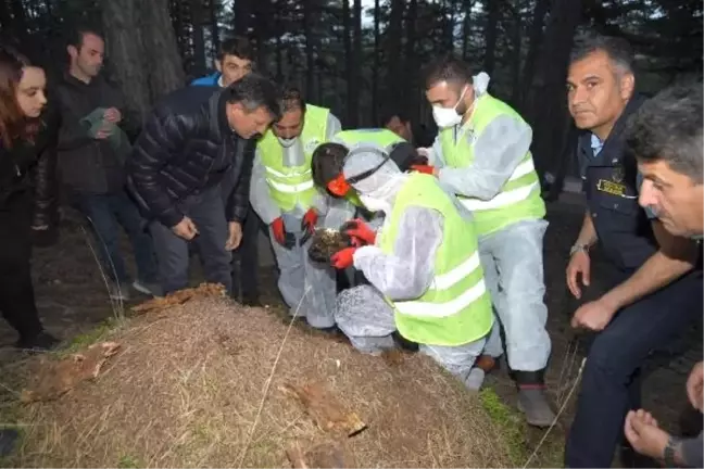 Kırmızı Orman Karıncalarına 'Zorunlu Göç'
