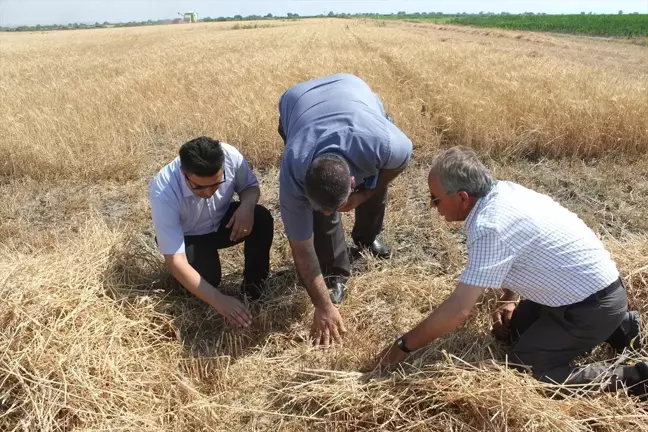 Manyas'ta buğday tarlalarında