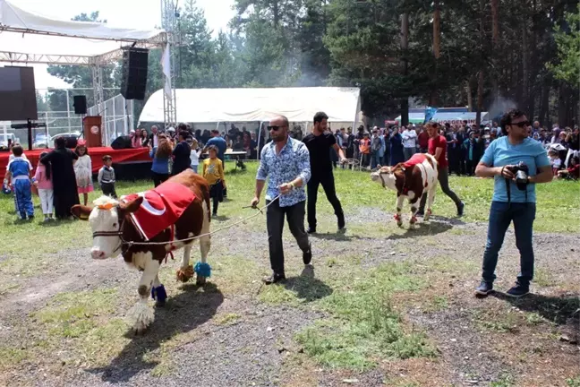 'Aşık Mazlumi Anma Şenlikleri'nde buzağılar güzellikleri ile yarıştı