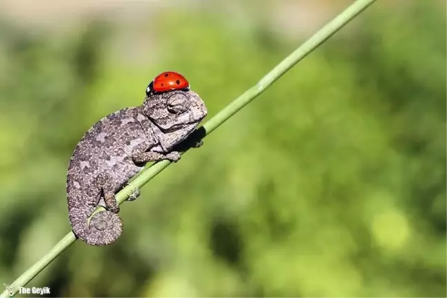 Bebek Bukalemunların Şirinlik Ötesi 10 Fotoğrafı