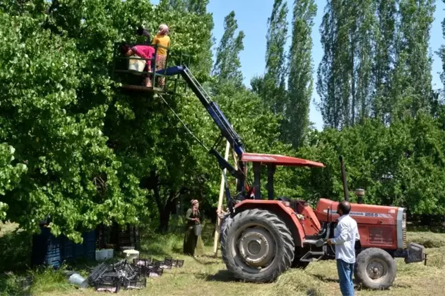 Kayısılar artık daha kolay toplanacak