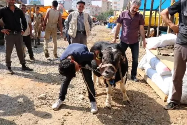 'Cüce' tosun 'Paşa' kurban pazarının ilgi odağı oldu