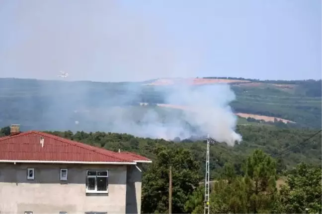 Pendik'te orman yangını