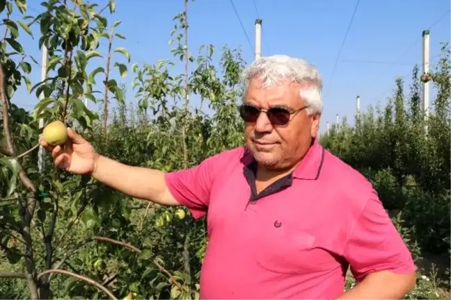Çocukluk hayali armut bahçesinde ilk hasadını yaptı