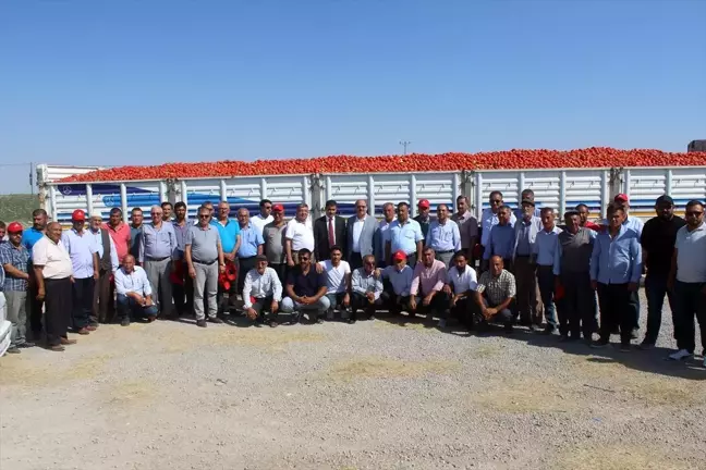 Karapınar'da domates hasadı etkinliği yapıldı