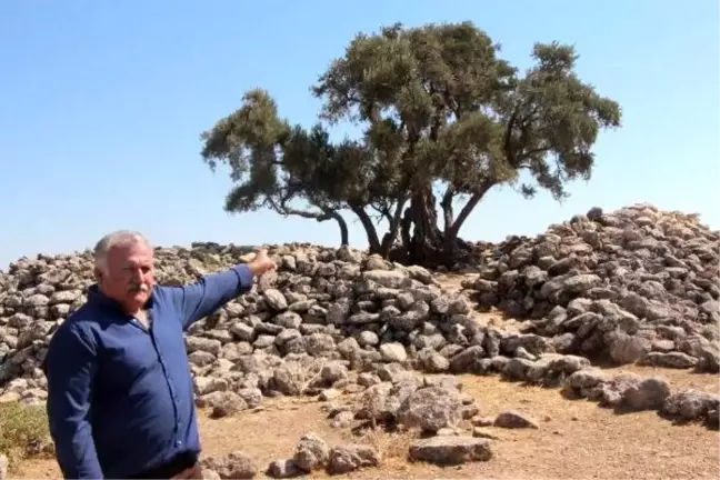 Şanlıurfa'da 2 bin yıllık zeytin ağacı her yıl zeytin vermeye devam ediyor