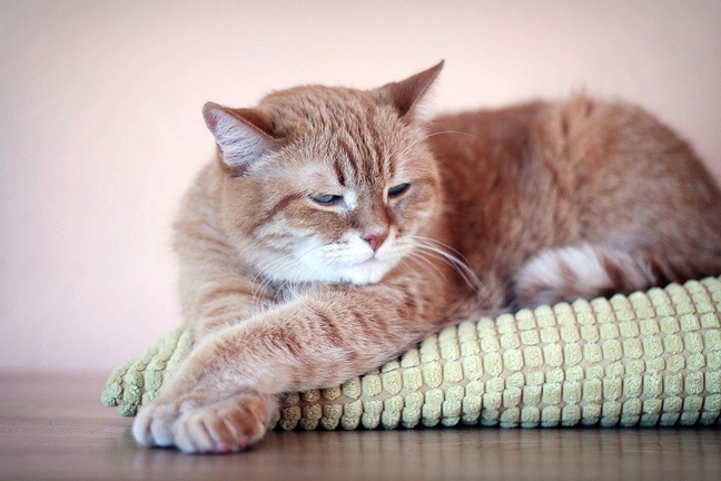 Rüyada kedi görmek ne anlama gelir? Rüyada beyaz, siyah, sarı kedi görmek tabiri nedir? Rüyada yavru kedi görmek nedir?
