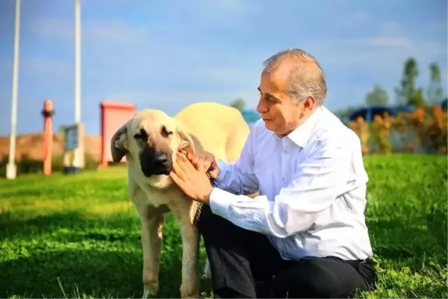 Sopayla dövülen köpek artık 'Mutlu'