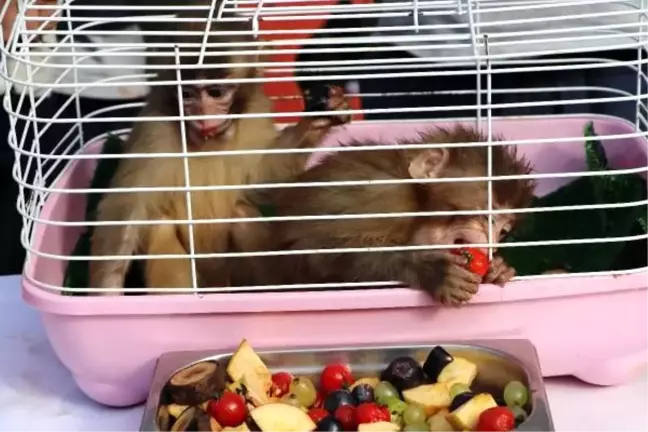 Sınırda yakalanan maymunlara 'Fıstık' ve 'Zeytin' ismi verildi