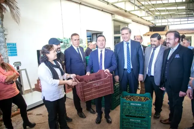 Bodrum zeytinyağına 'kalite' dokunuşu