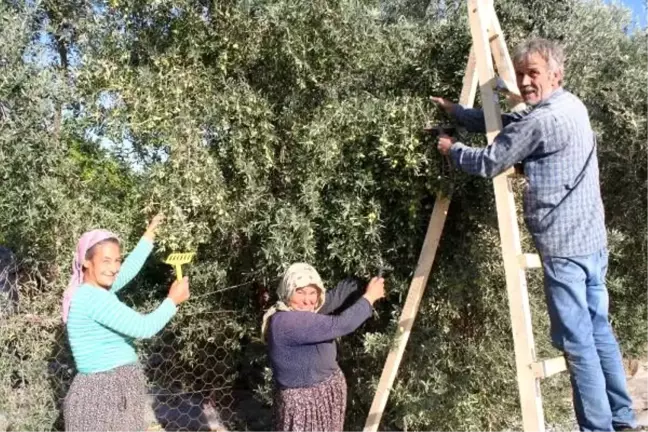 Erdemli'de zeytin üretimi 10 yılda 5 kat arttı