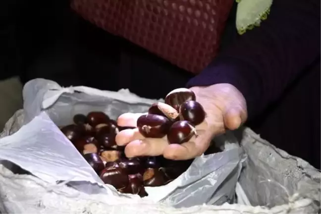Düzce kestanesi için patent başvurusu yapıldı