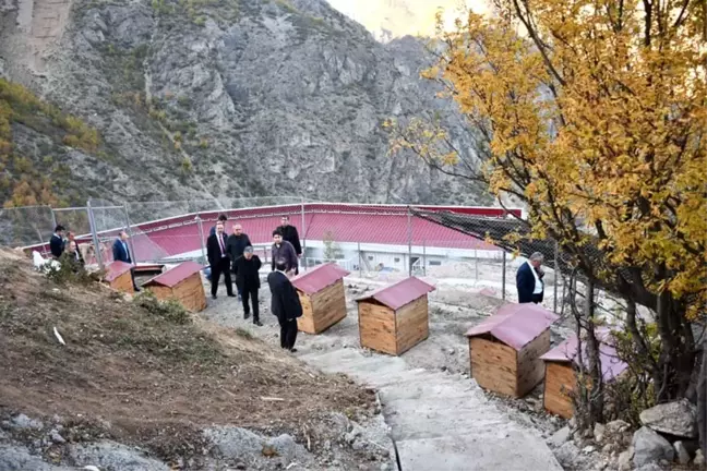 Artvin'de sokak hayvanları kayıt altına alınıp kısırlaştırılacak