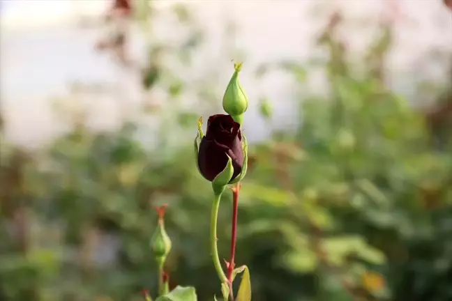 Halfeti'nin simgesi karagül daha çok kişiye ulaşacak