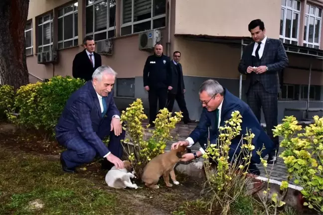 4 yavru köpeğe Saruhanlı Kaymakamlığı sahip çıktı