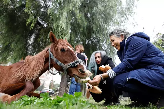 Mersin'de dere kenarına bırakılan bitkin durumdaki at tedavi edilecek