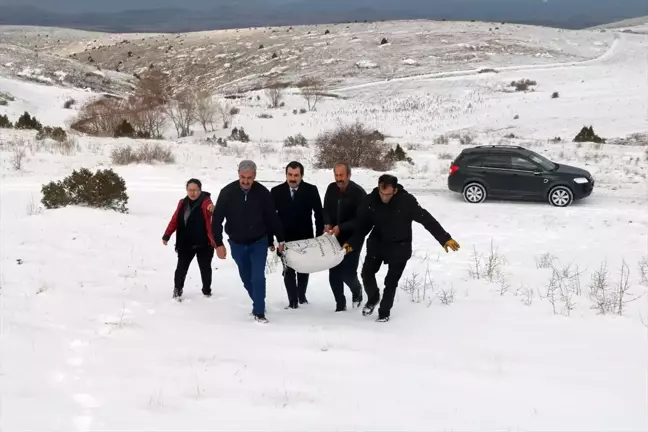 Sivas'ta keklik ve bıldırcınlar için doğaya yem bırakıldı