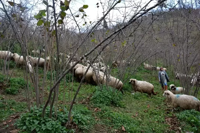 Ordulu ev hanımının yüzü