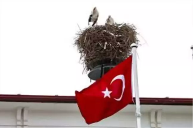 Iğdır'da göç etmeyen leylekler kar altında kaldı