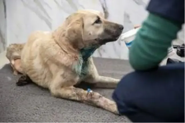 Mersin'de aracın çarptığı köpek tedaviye alındı
