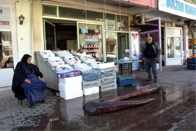 Şereflikoçhisar'da 120 kilogramlık yayın balıkları yakalandı