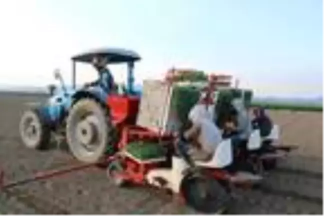 Foça'da üreticiler gıda sıkıntısı yaşanmaması için tarlaya indi
