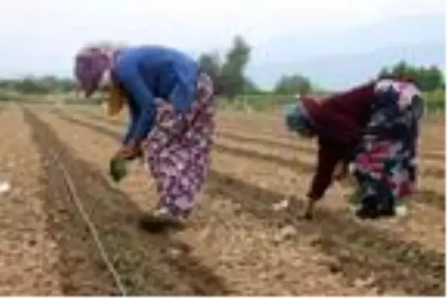 İzinle Manisa'ya gelen mevsimlik tarım işçileri, korona tedbirleriyle tarlada
