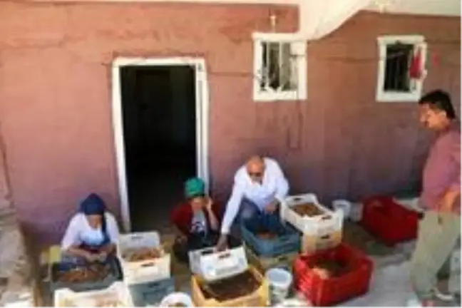 Hekimhan'da kayısı hasadı başladı
