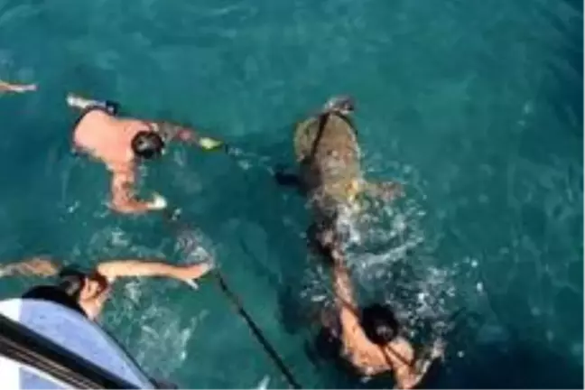 Antalya'da yaralı caretta, 3 saat süren çalışmayla sudan çıkarıldı
