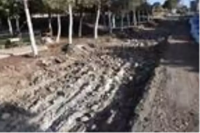 CHP'li belediyenin ağaç katliamını gözyaşlarıyla anlattı (2)