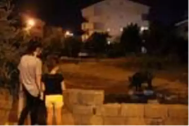 Marmaris'e yine yaban domuzları indi, mahalleli besledi