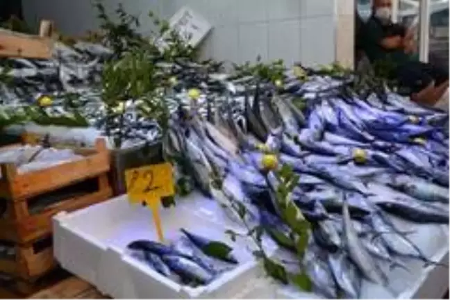 Sinop'ta palamut 2 lira