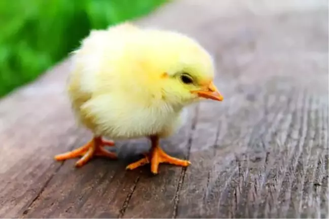 Rüyada civciv görmek ne anlama gelir? Rüyada sarı civciv görmek, tavuk ve civciv görmek ne demektir? Rüyada evde civciv görmek
