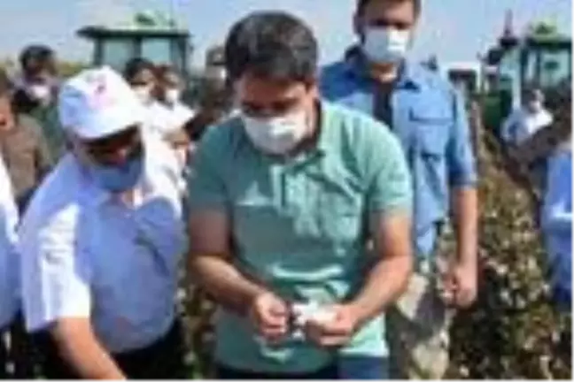 Silopi'de 19 bin dekarlık alanda pamuk hasadı başladı