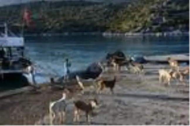 Aşırlı Adası'ndaki dağ keçilerine yiyecek ve içecek