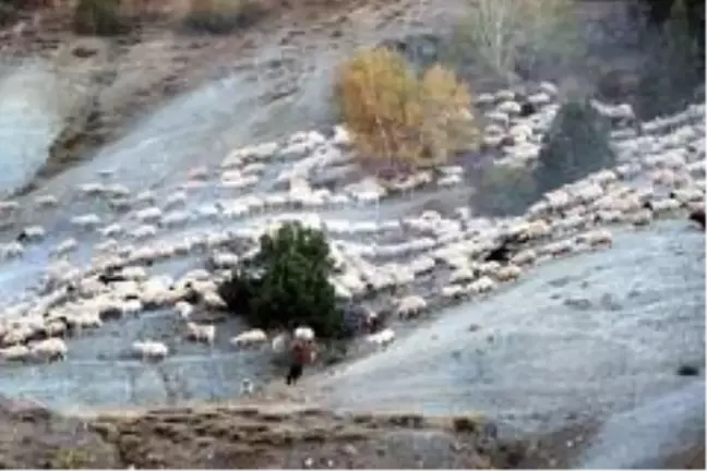 Yayla mesaisini tamamlayan Doğu Anadolu'daki göçerler dönüş yolunda