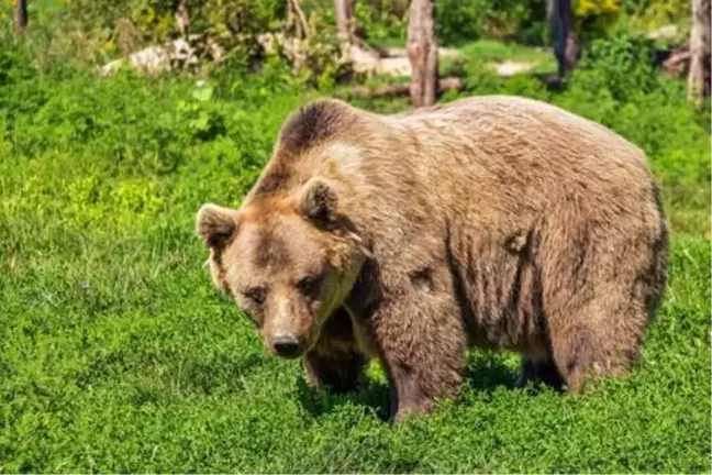 Rüyada ayı görmek ne anlama gelir? Rüyada beyaz ayı görmek, rüyada ayı yavrusu görmek, siyah ayı görmek ne demektir?