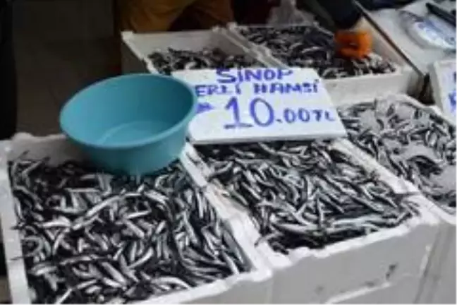 Sinop'ta yerli hamsi 10 TL'ye düştü