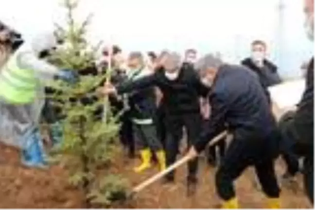 Van'da 24 bin 800 fidan dikildi