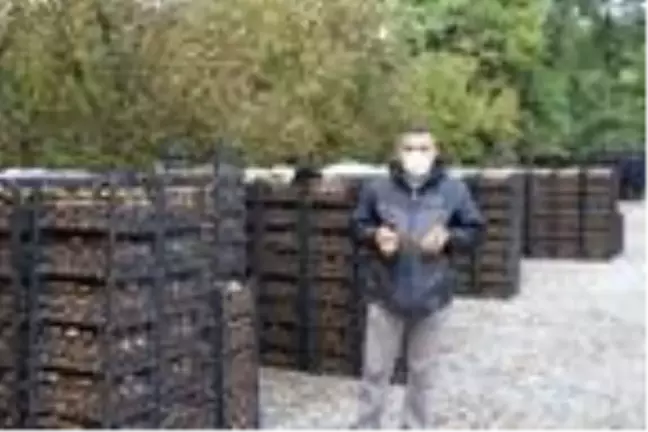 Rize'de, kivide hasat zamanı