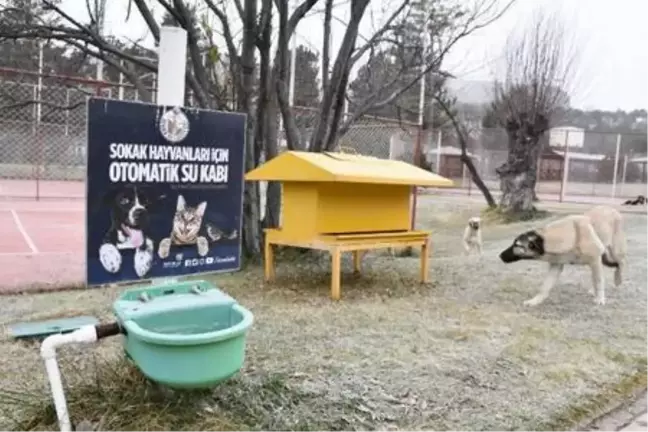 Sivas'ta sokak hayvanları unutulmadı