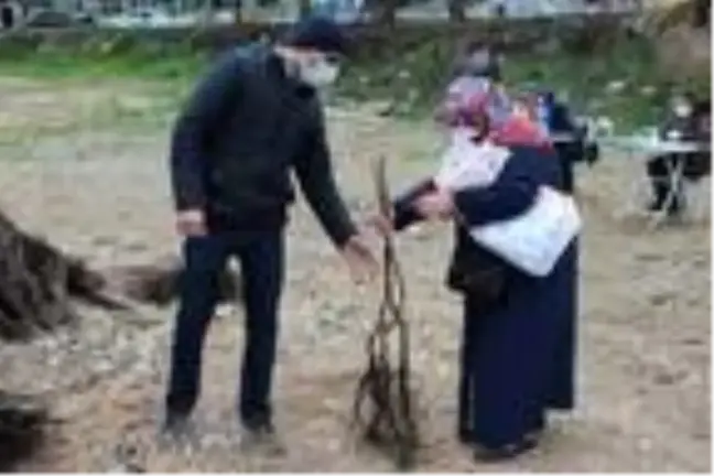 Osmaneli'de çiftçilere ceviz fidanı dağıtımı yapıldı