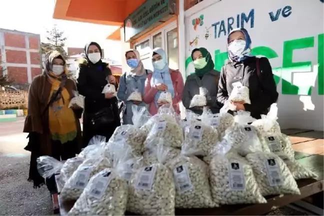 Ordu'da üretilen çoban fasulyelerinin hasadı gerçekleşti