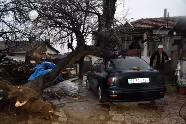 Şarköy'de fırtına ağaçları devirdi