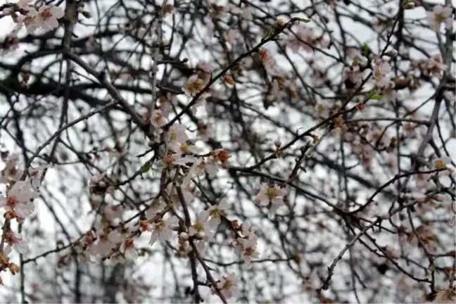 Badem ağaçları zamanından iki ay önce çiçek açtı