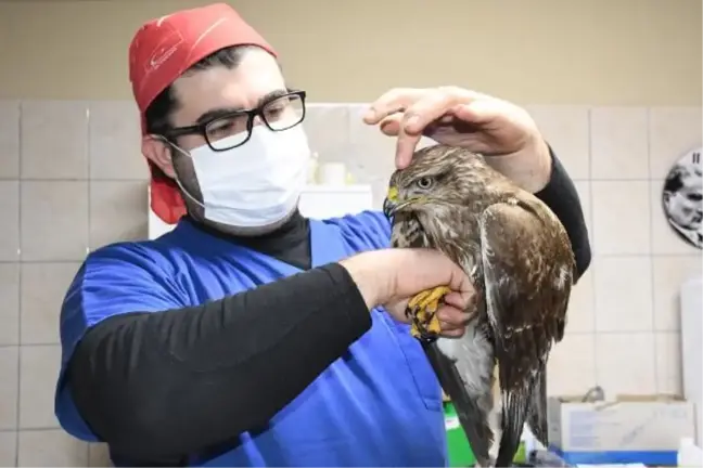 Vatandaşın bitkin halde bulduğu şahin, tedaviye alındı