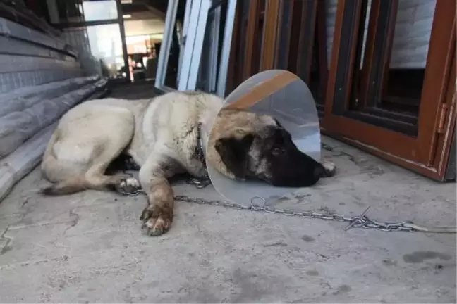 Yulaf tarlasına giren komşusunun köpeğini tüfekle yaraladı (2)