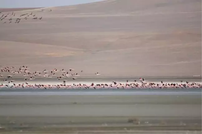 Erken gelen flamingolar, havalar soğuyunca tekrar göç etti